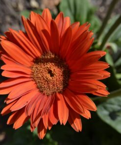 52MM 0.43x Altura Photo Professional HD Wide Angle Lens (w/Macro Portion) for Nikon D7100 D7000 D5500 D5300 D5200 D5100 D3300 D3200 D3100 D3000 DSLR Cameras 52MM 42 71DR37PTAL