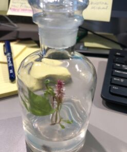 BLOOMIFY Celosia Flower Terrarium, Zero Care, Cockscomb, 4" Jar 35 71DRagiHnzL