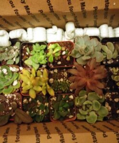 Succulent Assorted Pack- Perfect for Weddings, Party Favors, Home Gardens, and Social Events by Jiimz (15 Pack) 84 71DRiZZUUsL