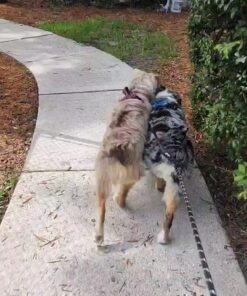 tobedri Comfortable Dual Dog Leash Tangle Free with Shock Absorbing Bungee Reflective 2 Dog Leashes for Large Medium Small Dogs Dogs weight 25-100lbs Black 21 71DSP2wSO1L