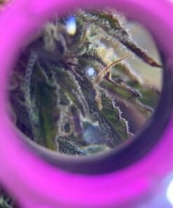 Happy Hydro - LED Loupe - 30x & 60x Magnifying Lens - Includes Batteries & Carrying Case 1 White 29 71DSeC5Q4IL