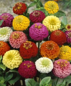 Outsidepride Zinnia Elegans Lilliput Heat & Drought Tolerant Garden Cut Flower Mix - 1000 Seeds Lilliput Mix 43 71DStdOCcBL