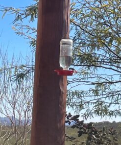 Best-1 Hummingbird Feeder Replacement Bottom Standard 22 71DT6jhzxZL