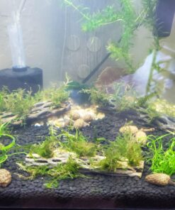 Natural Cholla Wood for Aquarium Decoration, Shrimp, Hermit Crab, Chew Toys for Small Pets (4 Inches Long(Pack of 3)) 4 Inches Long(Pack of 3) 33 71DTbZ0PW4L