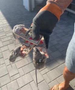 Victor m154 metal pedal mouse trap (8) 8 Traps 23 71DWVgHnWAL