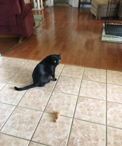 KONG Squirrel Catnip Toy Brown 31 71DXOK9cOkL