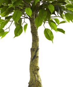 Nearly Natural 5383 3ft. Ficus Tree UV Resistant (Indoor/Outdoor),Green,Small 14 71DZqoFFkjL
