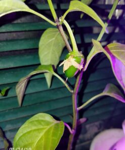 Maxicrop Liquid Seaweed (Kelp Extract, 32 Oz 31 71DaLrCH4iL