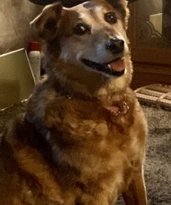 Wisdom Panel Breed Discovery Dog DNA Kit: Most Accurate Dog Breed Identification, Test for 365+ Breeds, MDR1 Health Test, Ancestry, Relatives 41 71DcwvdQGL