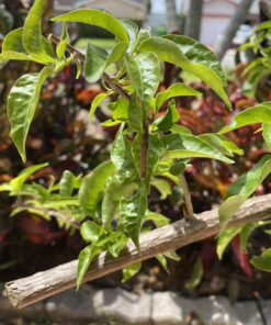 Safer Brand 5163 Caterpillar Killer II Concentrate, 16 Oz For Insects 1 Pack 26 71Dfv if3NL