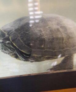 Penn-Plax Cascade All-in-One Aquarium Canister Filter – for Tanks Up to 100 Gallons (265 GPH) – Cascade 1000 Cascade-1000 58 71DiAsDiSTL