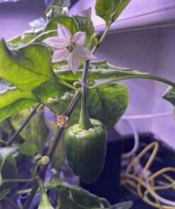 AeroGarden Sweet Bell Peppers Seed Pod Kit (9-pod) Tall Gardens Only Sweet Bell Pepper 50 71DpiAgDfuL