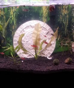 Aponogeton Ulvaceus Bulb - Aquarium Plant for Aquariums with temperatures Under 72F 47 71Dq3kJKrFL