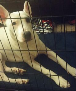 Furhaven Water-Resistant Dog Bed for Large/Medium Dogs w/ Removable Washable Cover, Perfect for Crates & Kennels, For Dogs Up to 70 lbs - Two-Tone Reversible Crate Pad - Green/Gray, Large 36.0"L x 24.0"W x 1.3"Th 24 71DsfiFQfHL