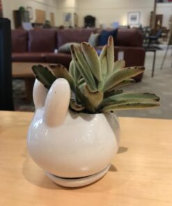 MyGift Mini Ceramic Bunny Planter, Decorative Rabbit Design White Small Flower Pot Succulent Planter with Detached Saucer 29 71Dt1fQuDrL