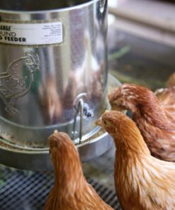 Harris Farms 1000293 Galvanized Hanging Poultry Feeder, 15 lbs, Metal 15 lb 40 71Dwx0IecL