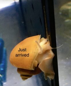 Golden Mystery Snail - 1/2"-2" - Algae Eater for Aquariums 30 71DxV WHJL