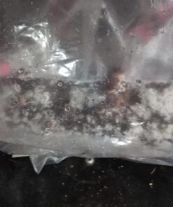 Back to the Roots Organic Oyster Mushroom Grow Kit, Harvest Gourmet Mushrooms In 10 Days 1 Count (Pack of 1) 63 71E045D885L