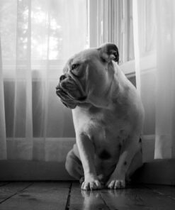 Nikon D500 DX-Format Digital SLR (Body Only), Base 77 71E1K1xms L