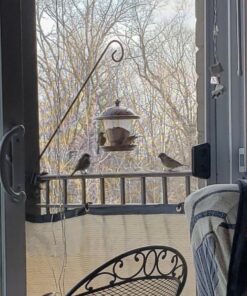 Perky-Pet 305 Holly Berry Gilded Chalet Wild Bird Feeder Gold 46 71E2I42eXL