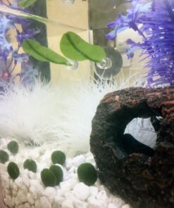 GloFish aquarium Gravel 5 Pounds, White, Complements GloFish Tanks (29022) White Frost 49 71E31oiXKxL