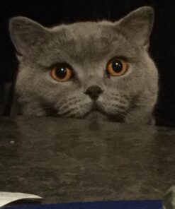 Cat's Pride Drawstring Jumbo Litter Box Liners, 15 Count 10 71E4T7qCuSL