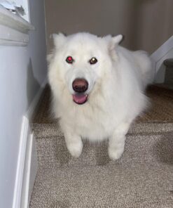 Boshel Dog Nail Clippers and Trimmer with Safety Guard to Avoid Over-Cutting Nails & Free Nail File - Razor Sharp Blades - Sturdy Non Slip Handles - for Safe, Professional at Home Grooming Large/Medium 33 71E6qPXR FL