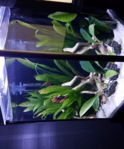 Fluval SPEC Freshwater Aquarium Kit, Aquarium with LED Lighting and 3-Stage Filtration, 2.6 Gallon, Black, Large Breeds 2.6 Gal. 54 71E6xbD6gjL