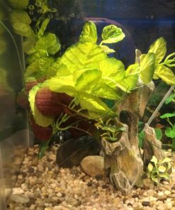 Marina Naturals, Pennywort Silk Plant, Large Fish Tank Decoration, PP103 18 71E7 rI2NjL