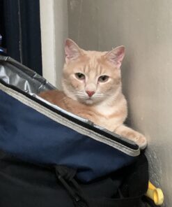 Hill's Pet Nutrition Science Diet Dry Cat Food, Adult, Chicken Recipe, 4 lb. Bag 52 71E8tuRaTeL