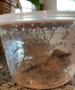 BioLogic Company, Inc. Praying Mantis Egg Cases - 2 Extra Large Cases 40 71E9iGccm0L
