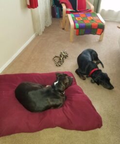 Advantage II XL Dog Vet-Recommended Flea Treatment & Prevention | Dogs Over 55 lbs. | 4-Month Supply 4-Pack 36 71EA0s4AQyL