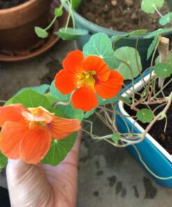 Seed Needs, 350+ Nasturtium Seeds for Planting - Jewel Mixture (Tropaeolum nanum) Non-GMO, Easy to Grow Mix, Attracts Pollinators - Bulk Bulk Pack (350 Seeds) 46 71EAYQ71LL