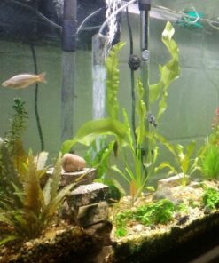 Aponogeton Ulvaceus Bulb - Aquarium Plant for Aquariums with temperatures Under 72F 37 71EBZAhVpeL