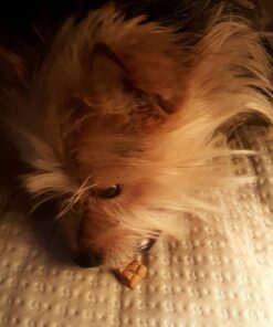 Wellness Soft Puppy Bites Natural Grain-Free Treats for Training, Dog Treats with Real Meat and DHA, No Artificial Flavors (Lamb & Salmon, 3-Ounce Bag) Soft Treats Lamb & Salmon 3 oz 36 71EGvv3bPcL