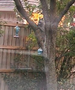 Perky-Pet 8108-1SR Antique Glass Bottle Hummingbird Feeder - Outdoor Garden Décor - 10 Oz Green Bottle 19 71EIYJzVPcL