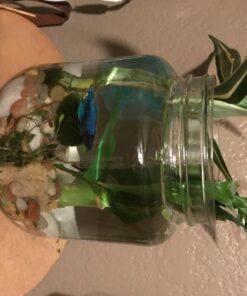 Cornucopia Brands 64oz Clear Wide-mouth Glass Jar, BPA free Food Grade w/Metal Lid (Half Gallon); 2 Quart Jar to Make Greek Yogurt/Kefir or Pickles 1 30 71EJ4ogHkeL