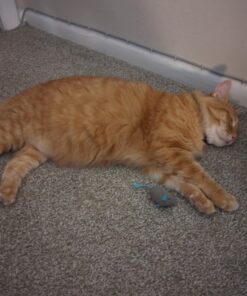 SmartyKat (3 Count) Skitter Critters Catnip Cat Toys - Gray/Cream, 3 Count Set of 3 Skitter Critter Mouse 31 71EJbYkD2L