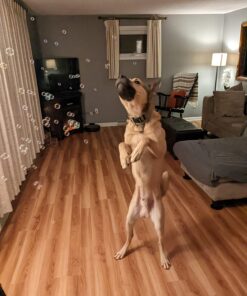 Bubbletastic Dog Bubbles 8oz. Refill Bottle of Bacon Bubble Solution 22 71EKUUtgisL