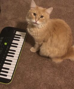 Casio SA-46 -Portable Keyboard (32 mini keys) 18 71EP0s9PZOL