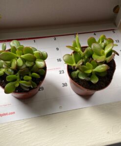 Hobbit Jade Plant - Crassula ovuta - Easy to Grow - 4.5" Pot 29 71EPd5Sey1L