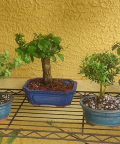 Voilamart 14 Piece Bonsai Tools Kit with Case, Carbon Steel Scissor Cutter Shear Set Garden Plant Tools 14PCS Kit 21 71ERlW8uFXL