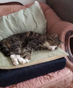 K&H Pet Products Heated Thermo-Kitty Mat, Indoor Heated Cat Bed, Pet Heat Pad for Indoor Cats and Small Dogs, Cat Heating Pad, Electric Thermal Warming Cat Bed Mat, Sage/Tan 12.5 X 25 Inches Pet Bed 38 71ETCDyy5 L