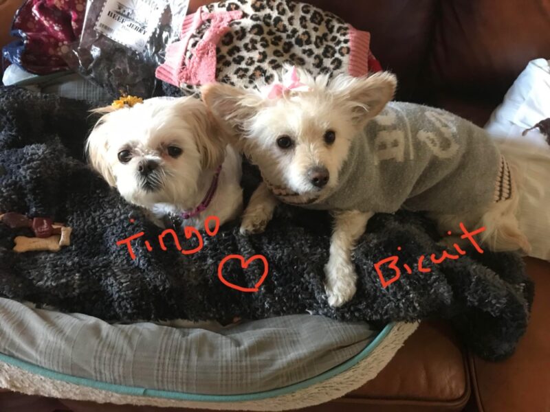 PetLab Co. Probiotics For Dogs, Support Gut Health, Diarrhea, Digestive Health & Seasonal