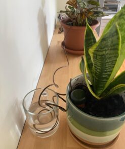 Blumat Classic Plant Watering Stakes | for Everyday Home or Vacation Use | Indoor or Outdoor Water Spikes for Plants | Automatic Drip Irrigation (6 Pack) 6 Pack 47 71EVWOhD7L