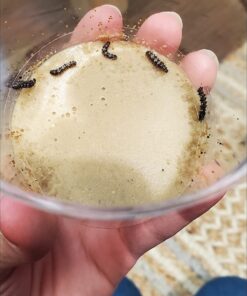 Butterfly Garden: Farm Habitat and Live Cup of Caterpillars – Life Science & STEM Education Butterfly Farm 40 71EVgczH4yL