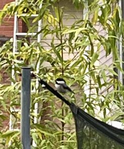 Wagner's 13008 Deluxe Wild Bird Food, 10 lb Bag Original Version 34 71EWT8cjAIL