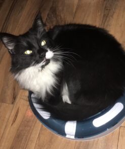 Catit Design Senses Speed Circuit 23 71EXEdFXokL