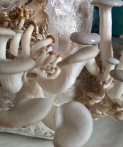 Organic Blue Oyster Mushroom Growing Kit 48 71EXpULRUkL