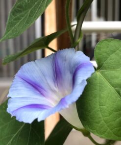 Flower Morning Glory Top of The Morning FBA-7776 (Multi) 50 Non-GMO, Heirloom Seeds 28 71EaTSgnYOL